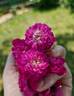 Le Pompon de Bourgogne rose photo