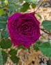 Empereur du Maroc rose photo