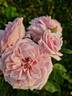 Malmaison, Cl. rose photo