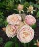 Eden Romantica ® rose photo