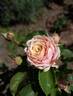 Eden Romantica ® rose photo