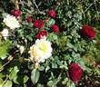Gospel rose photo