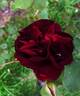 Sénégal rose photo