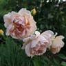 Café rose photo