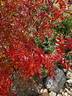 Beauty of Leafland rose photo