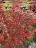 Beauty of Leafland rose photo