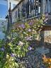 Blue Boy clematis photo