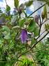 Blue Boy clematis photo
