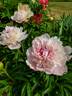 Noémie Demay peony photo