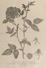 Rosier du Bengale rose photo