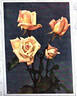 Countess Clanwilliam rose photo