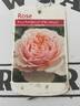 Ivory Romantica rose photo
