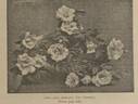 Alba Odorata rose photo