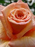Barock ® rose photo