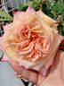 Barock ® rose photo