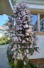 Fragrant Spring clematis photo