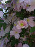 Fragrant Spring clematis photo