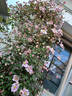 Fragrant Spring clematis photo