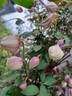 Fragrant Spring clematis photo