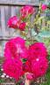 Red Gem rose photo