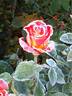 Tequila Sunrise rose photo