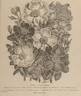 Austrian Copper rose photo