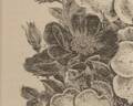 Austrian Copper rose photo