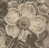 Moschata Alba rose photo