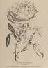 Chromatella rose photo