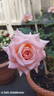 Melbourne Town rose photo