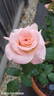 Melbourne Town rose photo