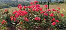 Arabian Nights rose photo