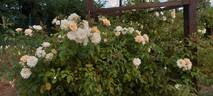 Alister Stella Gray rose photo