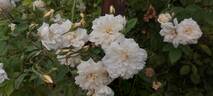 Alister Stella Gray rose photo