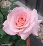 Melbourne Town rose photo