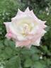 Marnie Louise rose photo