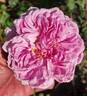 Annie Laurie McDowell rose photo