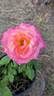 Broadway rose photo
