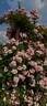 Apple Blossom rose photo