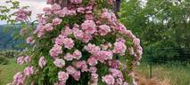 Apple Blossom rose photo