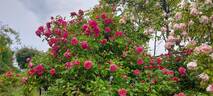Archiduc Joseph rose photo
