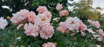 Arethusa rose photo