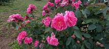 Asta von Parpart rose photo