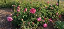 Aurelia Liffa rose photo
