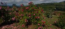 Bardou Job - in commerce rose photo
