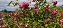 Bardou Job - in commerce rose photo