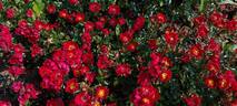 Bassino ® rose photo