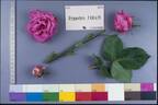Hippolyte Jamain rose photo