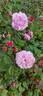 Bella Donna rose photo