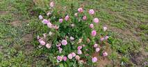 Bella Donna rose photo